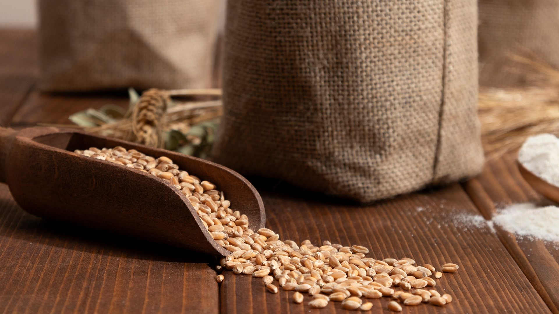 Corn kernels in wooden spoon