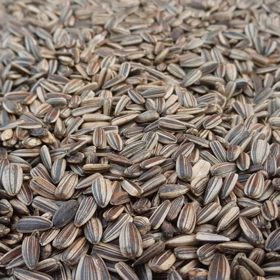 Striped sunflower seeds