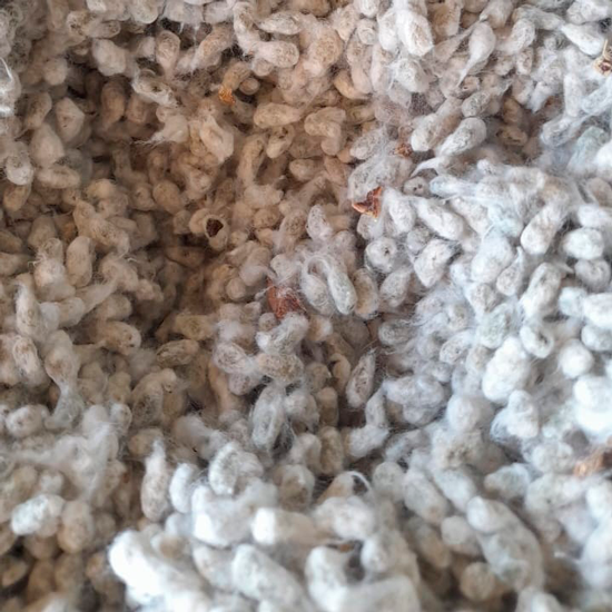 Cotton seeds