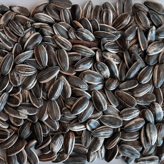Sunflower seeds