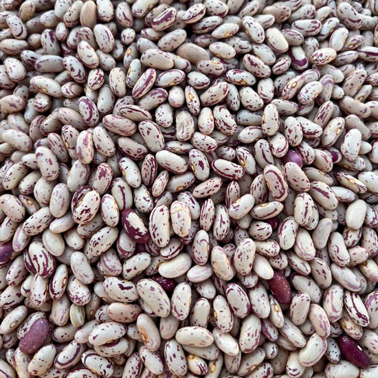 LSKB (light sparkle kidney bean)