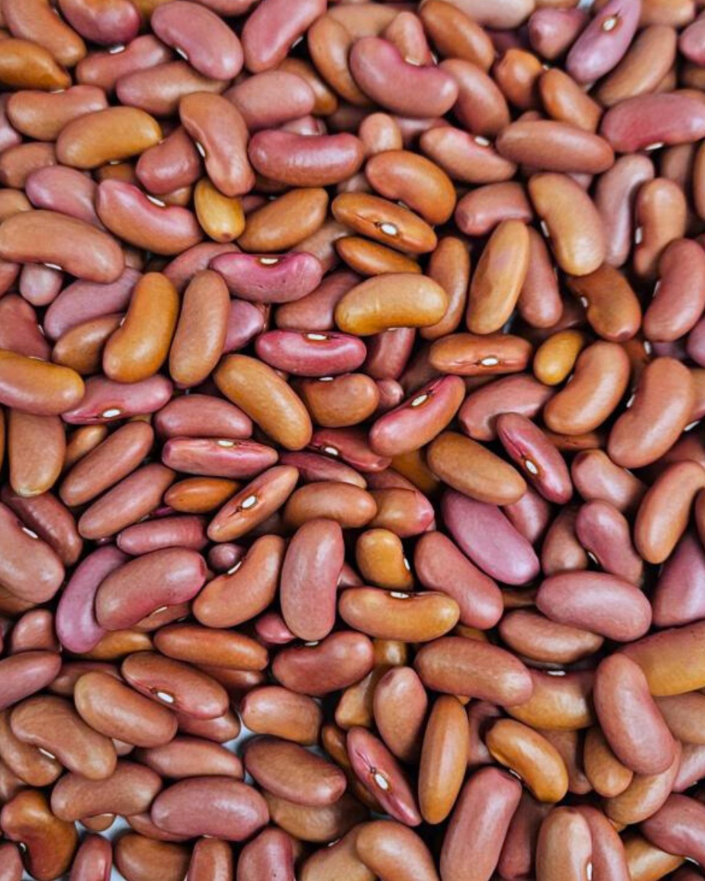 RLKB (red light kidney bean)