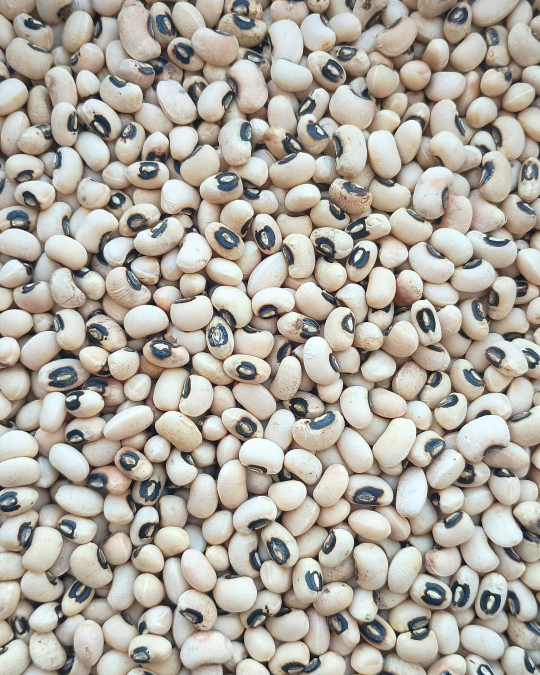 Black eye bean
